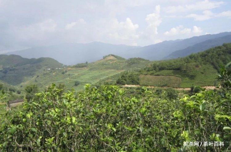 忙肺古树茶产地介绍