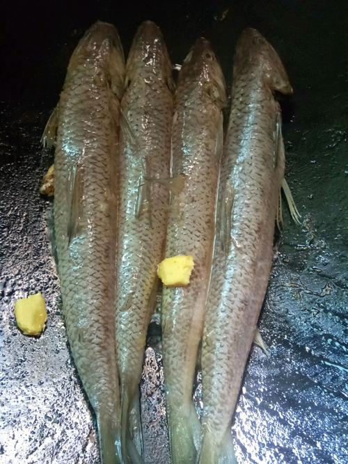 香煎九母鱼的做法