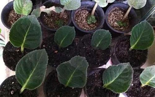 养花技巧:老花匠教你怎么养殖一盆比火还红的大岩桐