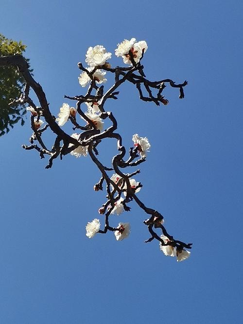 龙游梅是梅花中的珍品.