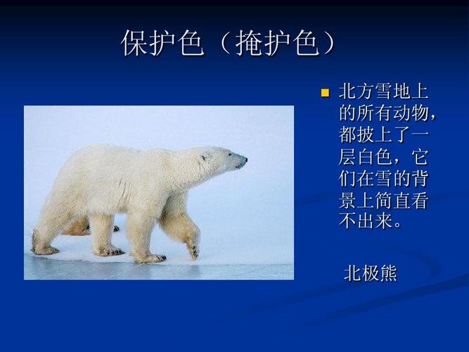 动物怎样保护自己ppt