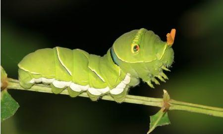 属于蝴蝶活蛾子幼虫.