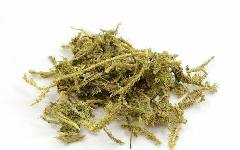 我们村后山的树林里,每年夏天都长了很多伸筋草,这种伸筋草长得绿油油