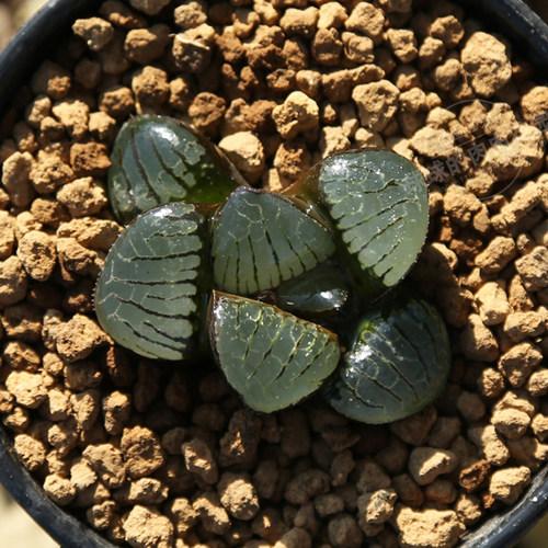 日月潭寿 十二卷 玉露 非阿寒湖 多头群生多肉植物绿植办公室_7折现价