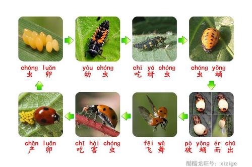 欧美版safari正品昆虫类 瓢虫生命(生长)周期 幼儿园指定教学玩具_7折