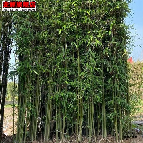 适合庭院种的竹子竹苗带土耐寒竹子苗庭院四季青竹苗