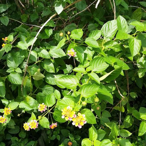 新晒干五色花养龟 五色梅野生中草药 马缨丹宝宝皮肤洗澡500g包邮