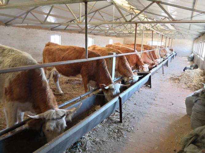 中小型养殖场(户)基础母牛养殖利润分析 写美篇 目前国内大部分养牛户