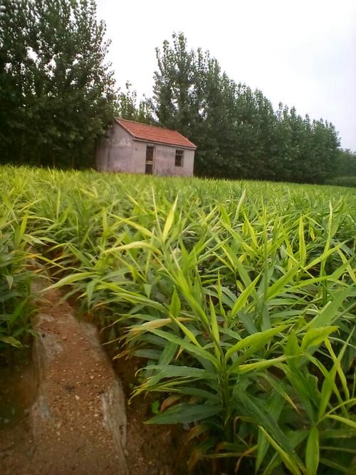 求:大姜黄叶怎么治?