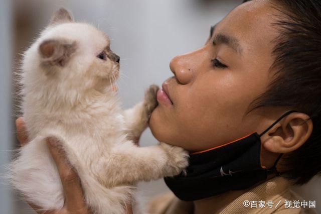 缅甸仰光:世界猫咪日,宠物咖啡馆员工和"喵星人"互动