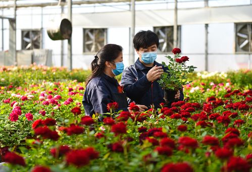 山西太原:抓紧农时保障花卉市场供应求生欲很强