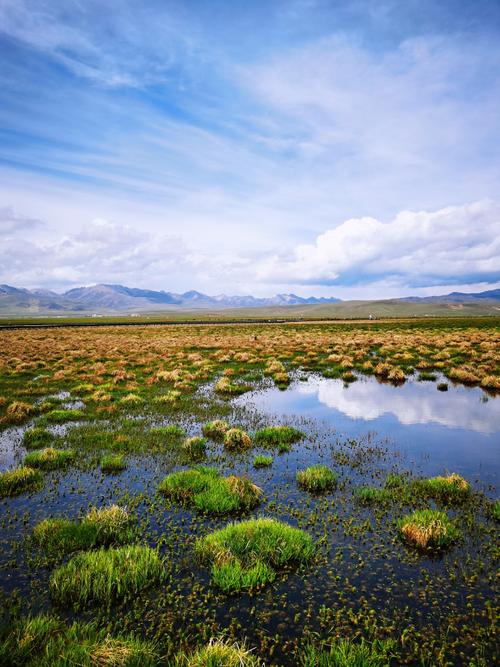 若尔盖花湖湿地