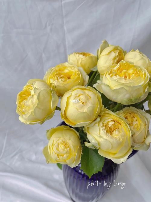 玫瑰|凯特琳娜_鲜花_包子_点缀生活的鲜花_家居家装_家居装饰_花艺