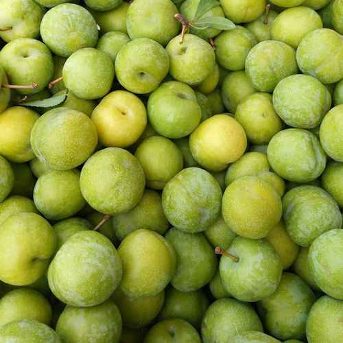 贵州毕节江干甘李新鲜水果特产青脆李脱骨李子空心现摘,5斤包邮