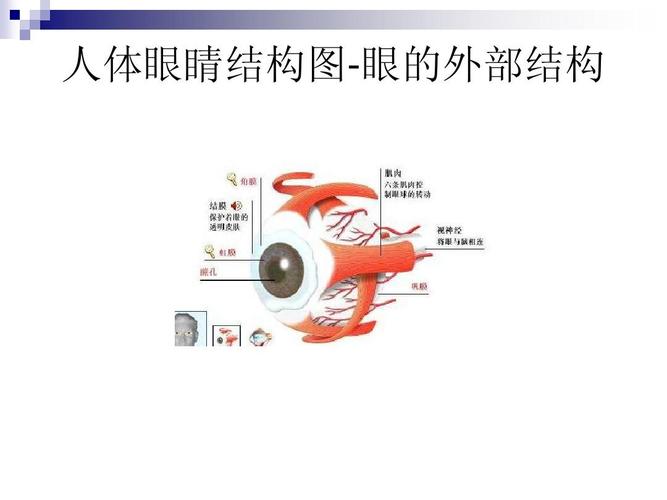 数字图像处理课程 ——人眼视觉特性 人体眼睛结构图-眼的外部结构
