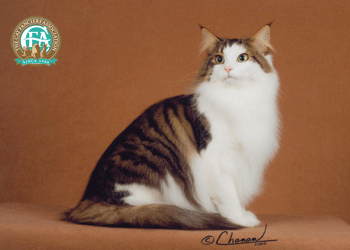 cfa标准:挪威森林猫(norwegian forest cat)