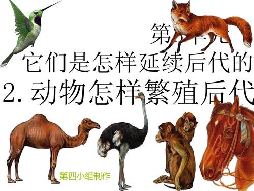第四小组 动物怎样繁殖后代 2