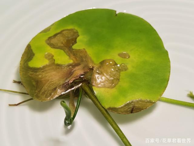 网红植物一叶莲,叶子烂了怎么办?简单明了,一看便知