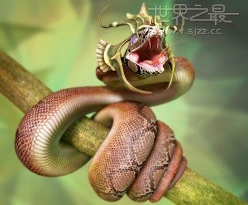 世界上年龄最大的蛇竟已活了1687岁
