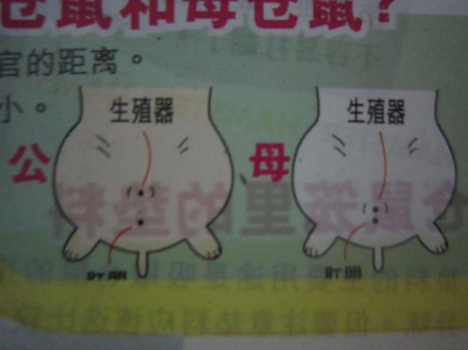 仓鼠怎么分男女
