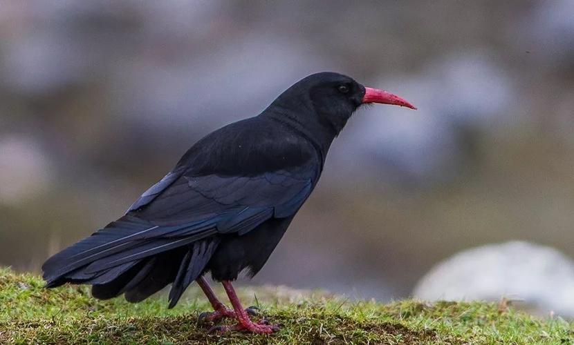 物种图册-红嘴山鸦