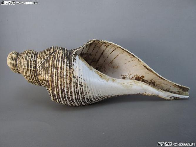 藏传佛教老法螺