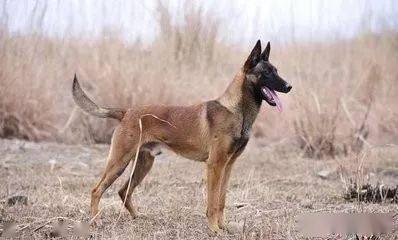 也就是说比利时牧羊犬,其实涉及四个犬种,短毛的是比利时马犬,长毛的