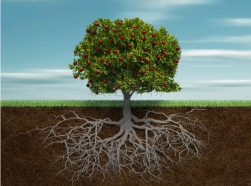 有没有植物的根图片?植物根的图片分享