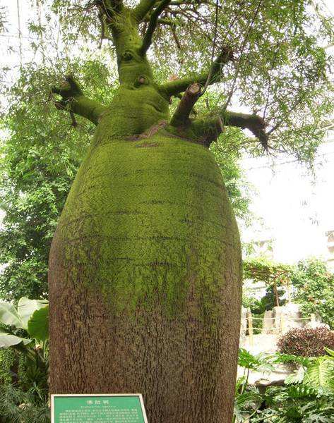 世界上储水量最大的树,可储水2吨