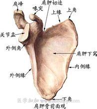 骨 : 骨 gǔ 人和胛骨_百度百科