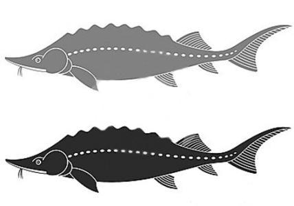 中华鲟兵兵简笔画