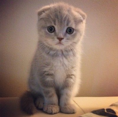 折耳猫微信情侣头像