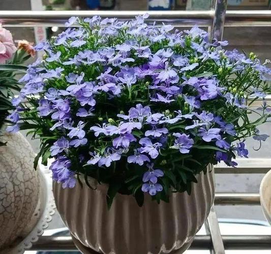 六倍利应该这样养,花开爆盆长观赏