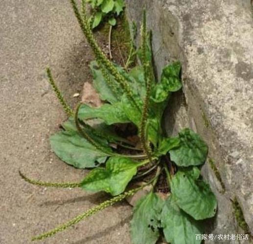 农村这种野草,我们老家叫"车轱辘菜",还有个名字叫"行军草"