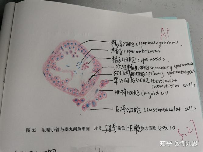 睾丸与附睾切片【生精小管与睾丸间质细胞】