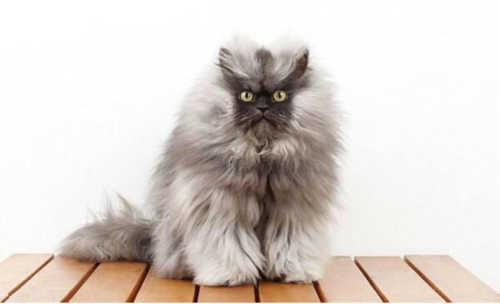喜马拉雅猫的物种起源,高贵优雅的代言猫