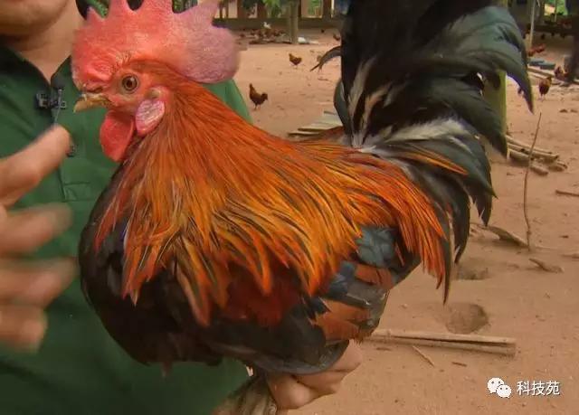 能飞善斗会游泳住在树上的霸王鸡