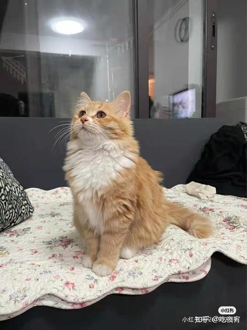 这是捡来的缅因猫吗