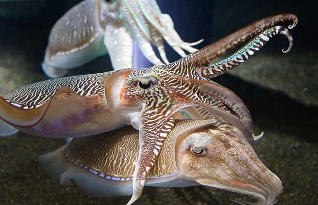 爱潜水的乌贼金乌贼养殖加盟费是多少支出不少于2751万元