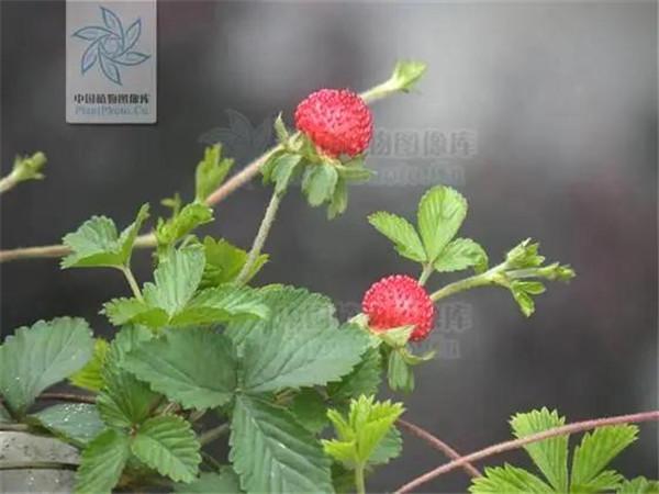 蛇莓(图片来源:中国植物志)