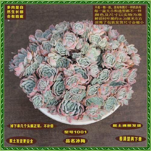 多肉冰梅盆栽植物办公室阳台花卉趣味防辐射多肉植物