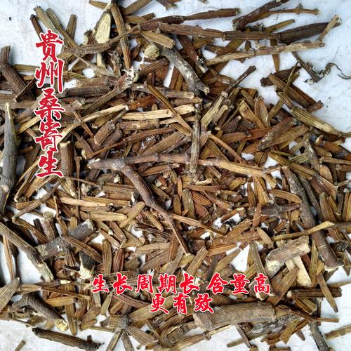 桑寄生野生功效|桑寄生野生的功效|桑寄生野生副作用