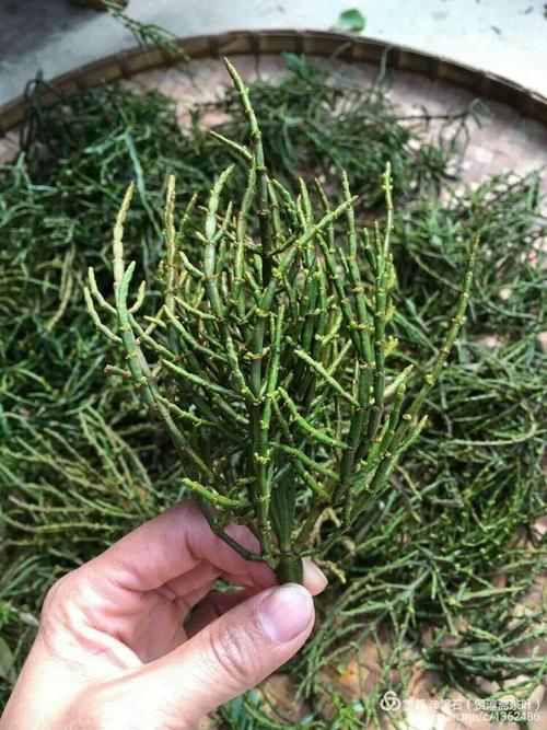 贤淳斋茶叶——之高山古树茶的精华～螃蟹脚