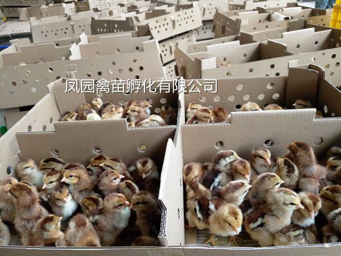 [麻鸡苗批发]清远麻鸡苗 清远麻2号鸡苗价格2元/只 - 惠农网