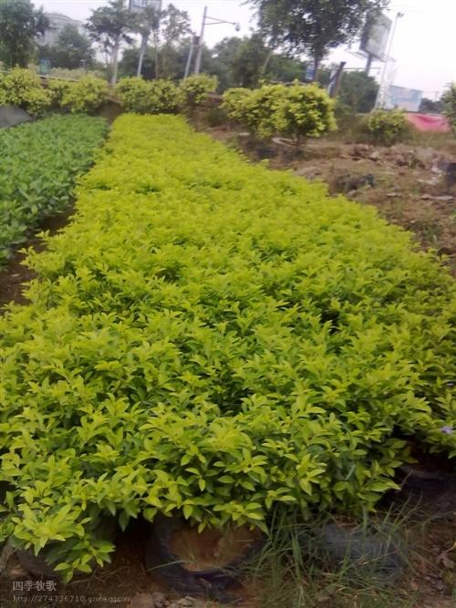 福州绿化苗木-大黄金叶