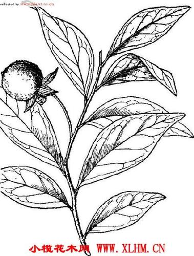 乌柿|蜡子树,木油树[大戟科.乌桕属]图片