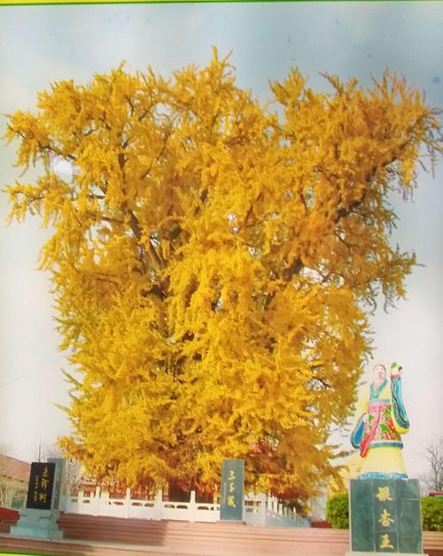中国银杏树之最一山东郯城