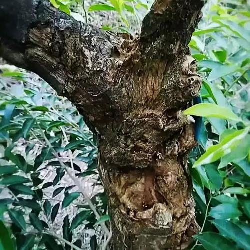 众筹丨少见的老枞奇楠沉香茶如饮香水甘醇又奇妙