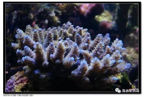 sps硬骨珊瑚品种分类一
