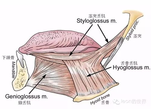 牙医必备:舌下神经解剖和功能